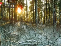 Следствие по делу семьи Усольцевых из Красноярского края рассматривает новые версии sledstvie po delu semi usolczevyh iz krasnoyarskogo kraya rassmatrivaet novye versii-lavi-su-0