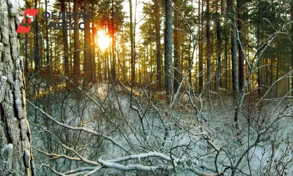 Следствие по делу семьи Усольцевых из Красноярского края рассматривает новые версии-0