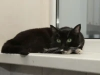 Спасение Попугайчика в Домодедово вызывает надежду на его выздоровление spasenie popugajchika v domodedovo vyzyvaet nadezhdu na ego vyzdorovlenie-lavi-su-0