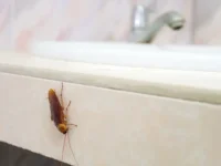 Трагические и вдохновляющие истории Осана и Китая в одном происшествии tragicheskie i vdohnovlyayushhie istorii osana i kitaya v odnom proisshestvii-lavi-su-0