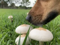 universitet rosbioteh predlagaet sovety po bezopasnym osennim progulkam-lavi-su-0