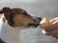 vera zemskaya i krugets obyasnyayut kak pitomczy mogut byt zdorovymi-lavi-su-0