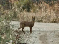 Водяной олень из Красной книги Приморья замечен у национального парка "Земля леопарда" vodyanoj olen iz krasnoj knigi primorya zamechen u naczionalnogo parka zemlya leoparda-lavi-su-0
