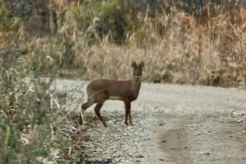 Водяного оленя встретили возле нацпарка "Земля леопарда" Илья Плотников, ФГБУ "Земля леопарда"