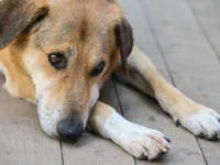 Волонтеры Краснодара помогли вернуть собаку, потерявшуюся на Крымском мосту volontery krasnodara pomogli vernut sobaku poteryavshuyusya na krymskom mostu-lavi-su-0