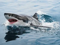 Акула на Мальдивах укусила туристку из России во время снорклинга akula na maldivah ukusila turistku iz rossii vo vremya snorklinga-lavi-su-0