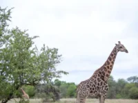 Александр Графодатский и команда НГУ раскрывают генетические тайны масайского жирафа aleksandr grafodatskij i komanda ngu raskryvayut geneticheskie tajny masajskogo zhirafa-lavi-su-0