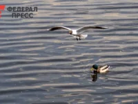 Челябинск обновит набережную реки Миасс с участием ДСК-Урал и Алексея Лошкина chelyabinsk obnovit naberezhnuyu reki miass s uchastiem dskural i alekseya loshkina-lavi-su-0