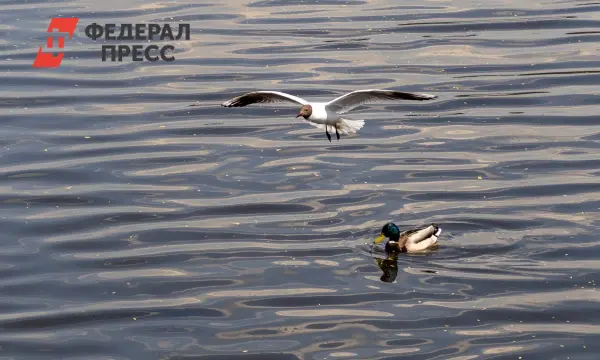 Челябинск обновит набережную реки Миасс с участием ДСК-Урал и Алексея Лошкина-0