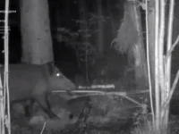 Департамент природопользования Москвы рассказал о кабанах, лисах и коровах departament prirodopolzovaniya moskvy rasskazal o kabanah lisah i korovah-lavi-su-0