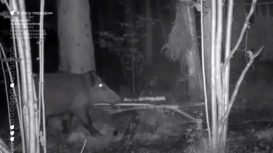 Москвичей предупредили об агрессивных кабанах