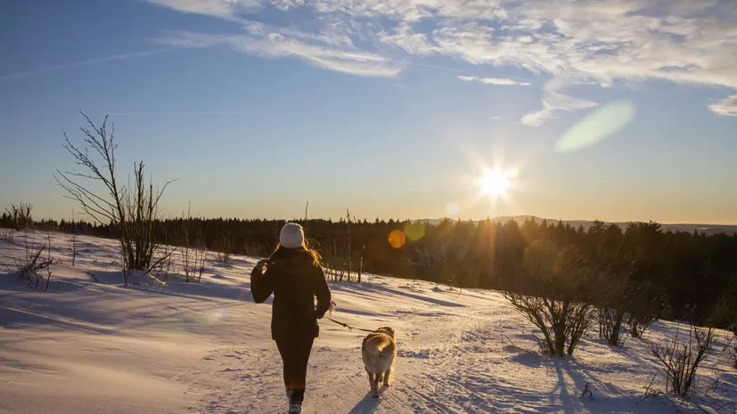 Кинолог Голубев посоветовал быть бдительным во время прогулок с питомцем в сумерки
