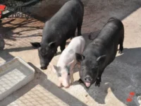 ФССП и Ревдинский городской суд решают вопросы с фермером ради безопасности города fssp i revdinskij gorodskoj sud reshayut voprosy s fermerom radi bezopasnosti goroda-lavi-su-0