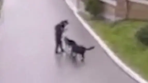 Жителя Подмосковья задержали за убийство собаки, подравшейся на прогулке с его псом