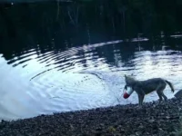 Хитрая волчица из Британской Колумбии удивила ученых умением ловить рыбу сетями hitraya volchicza iz britanskoj kolumbii udivila uchenyh umeniem lovit rybu setyami-lavi-su-0