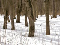 Исчезновение Усольцевых вызывает разные мнения экспертов Аулова, Федюнина и Игнатова ischeznovenie usolczevyh vyzyvaet raznye mneniya ekspertov aulova fedyunina i ignatova-lavi-su-0