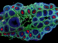 Как флуоксетин влияет на яйцеклетки мышей — новые исследования РНФ и МГУ kak fluoksetin vliyaet na yajczekletki myshej novye issledovaniya rnf i mgu-lavi-su-0