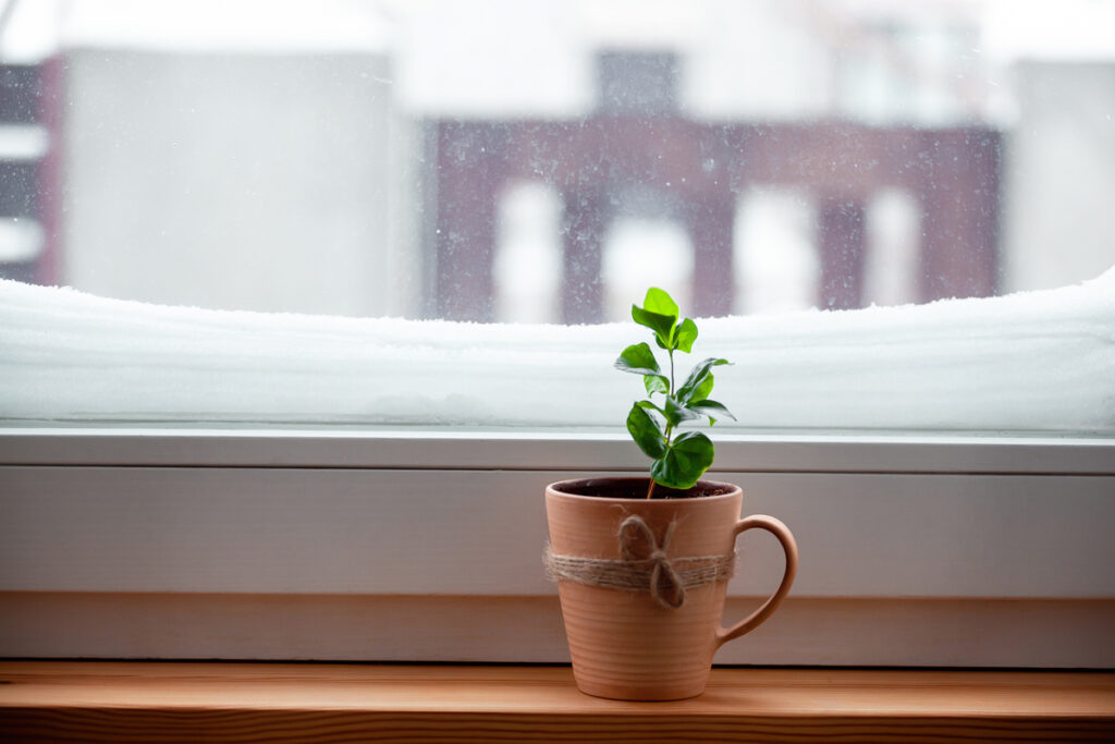Комнатное растение в чашке на заснеженном окне