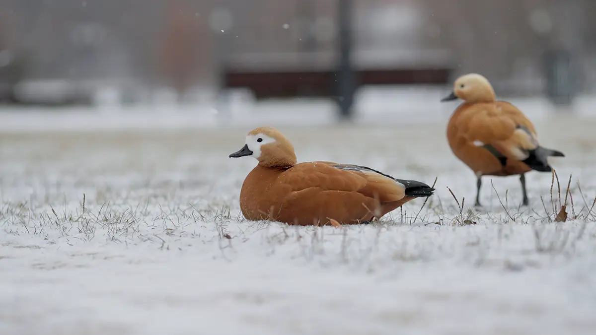 Когда в Москве начнется метеорологическая зима в 2025 году