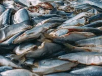 Михаил Мишустин и Владимир Путин дали поручение ускорить вывоз рыбы с Дальнего Востока mihail mishustin i vladimir putin dali poruchenie uskorit vyvoz ryby s dalnego vostoka-lavi-su-0