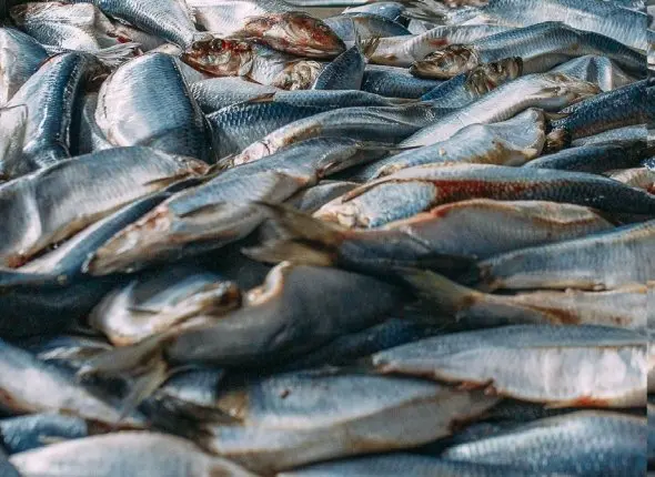 Селедка Мария Смитюк, ИА PrimaMedia