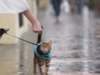 Михаил Шеляков и Владимир Голубев дают советы для безопасных прогулок с кошками mihail shelyakov i vladimir golubev dayut sovety dlya bezopasnyh progulok s koshkami-lavi-su-0