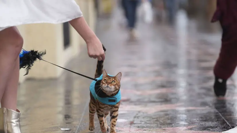 Ветеринар Шеляков: кошкам нужна одежда только при выгуле на поводке