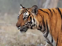 novosti o amurskom tigre v primore ot lyubovi iz vladimiropetrovki-lavi-su-0