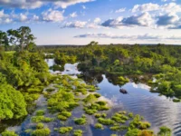 Оптимистичные перспективы для климата в африканских лесах и тропическом лесу Конго optimistichnye perspektivy dlya klimata v afrikanskih lesah i tropicheskom lesu kongo-lavi-su-0