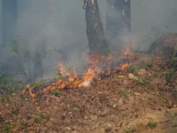 Примгидромет снова установил четвертый класс пожарной опасности в лесах Пограничного городского округа primgidromet snova ustanovil chetvertyj klass pozharnoj opasnosti v lesah pogranichnogo gorodskogo okruga-lavi-su-0