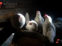 Россельхознадзор планирует усилить биобезопасность птицефабрик Свердловской области rosselhoznadzor planiruet usilit biobezopasnost pticzefabrik sverdlovskoj oblasti-lavi-su-0