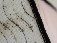 Российские туристы и постельные клопы в отеле Sharm Resort Hotel Ex. Crowne Plaza rossijskie turisty i postelnye klopy v otele -lavi-su-0