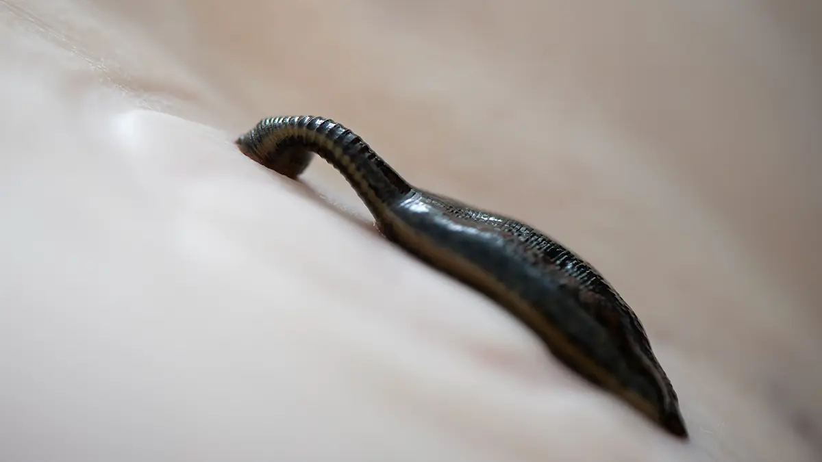 Пиявки напали на российскую туристку на Шри-Ланке и искусали ноги до крови