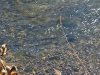 Совместная операция Росгвардии и "Земли леопарда" защищает природу Приморья sovmestnaya operacziya rosgvardii i zemli leoparda zashhishhaet prirodu primorya-lavi-su-0