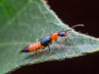 Ураган Калмаэги вызывает неожиданные встречи россиян с жуками томкатов во Вьетнаме uragan kalmaegi vyzyvaet neozhidannye vstrechi rossiyan s zhukami tomkatov vo vetname-lavi-su-0