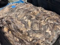 В Домодедово задержан иностранец с тысячами хвостов куницы для Израиля v domodedovo zaderzhan inostranecz s tysyachami hvostov kuniczy dlya izrailya-lavi-su-0