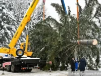 В Рузском округе готовят новогоднюю елку для Соборной площади Кремля v ruzskom okruge gotovyat novogodnyuyu elku dlya sobornoj ploshhadi kremlya-lavi-su-0