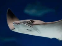 В Сингапуре Апис, Ало и Леонг поймали гигантского ската у пристани Бедок v singapure apis alo i leong pojmali gigantskogo skata u pristani bedok-lavi-su-0