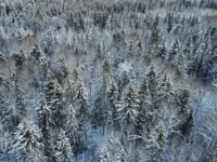 zagadka usolczevyh i molniya v tajge krasnoyarya kak vozmozhnaya prichina-lavi-su-0