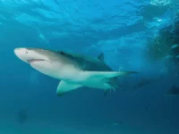 Дайверы на Гавайях и в Австралии делятся удивительными встречами с акулами dajvery na gavajyah i v avstralii delyatsya udivitelnymi vstrechami s akulami-lavi-su-0