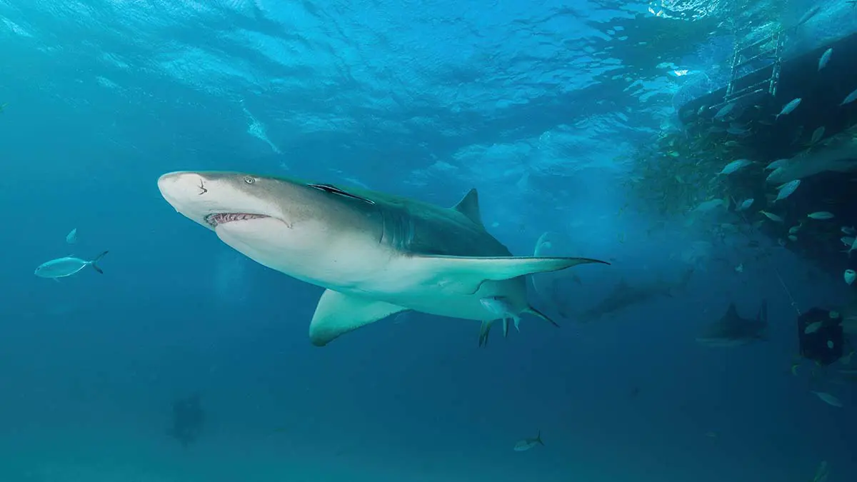 Акула напала на спасавшего ее 24-летнего дайвера