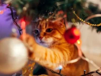 Дмитрий Сагоненко советует, как правильно выбирать гирлянды на Новый год dmitrij sagonenko sovetuet kak pravilno vybirat girlyandy na novyj god-lavi-su-0