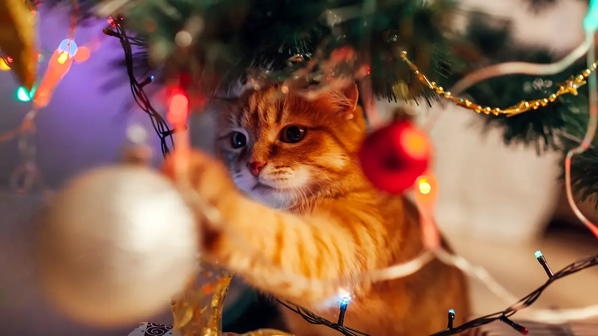 Чем опасны гирлянды