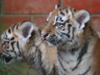 dva amurskih tigrenka rodilis v czentre vosproizvodstva volokolamska-lavi-su-0