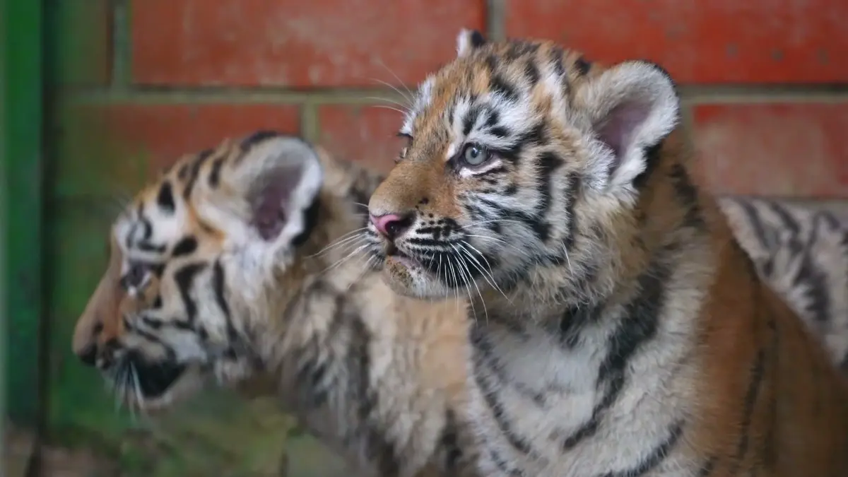 Тигрята из Центра воспроизводства редких видов животных