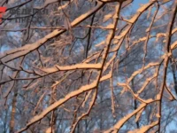 Евгений Тишковец и Татьяна Позднякова спрогнозировали москвичам зиму с метелями evgenij tishkovecz i tatyana pozdnyakova sprognozirovali moskvicham zimu s metelyami-lavi-su-0