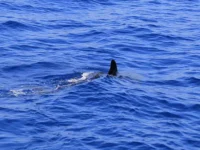 Героизм Лукаса Шиндлера в битве за жизнь в водах Килис, Австралия geroizm lukasa shindlera v bitve za zhizn v vodah kilis avstraliya-lavi-su-0