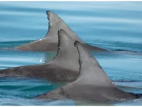 Исследование дружбы афалин в Шарк-Бей раскрывает секрет молодости дельфинов issledovanie druzhby afalin v sharkbej raskryvaet sekret molodosti delfinov-lavi-su-0