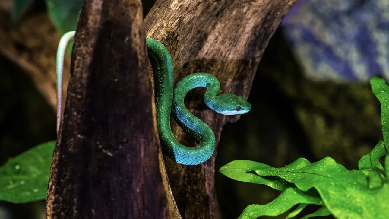 Москвичка попала в больницу после укуса редкой голубой куфии