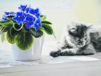 kak uhazhivat za komnatnymi rasteniyami v yanvare s uchetom zimnej podkormki i osveshheniya-lavi-su-0